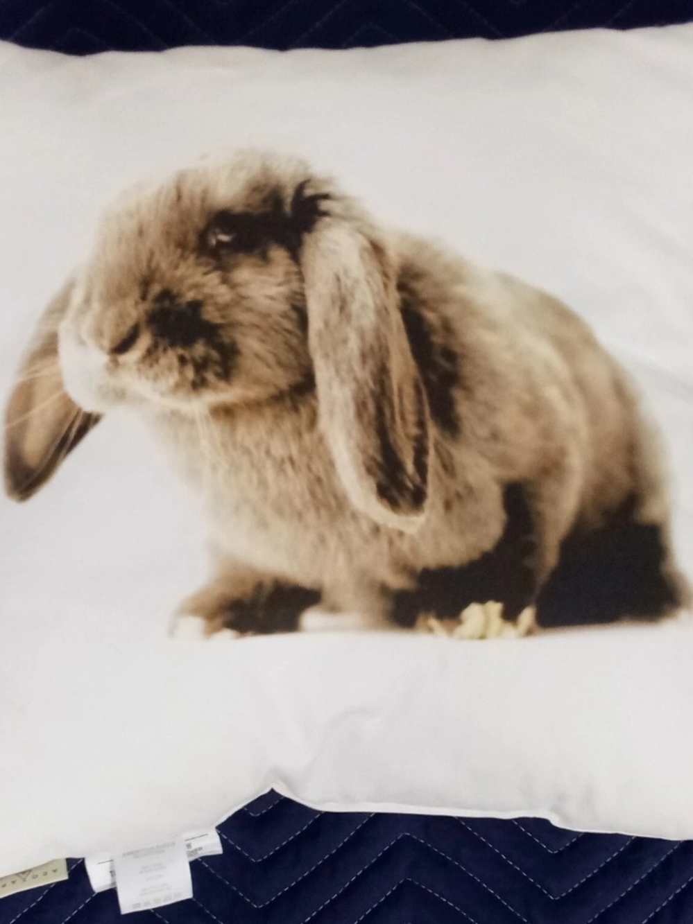 Rabbit Pillow 16" x 16" Accent Throw Bunny American Eagle Outfitters